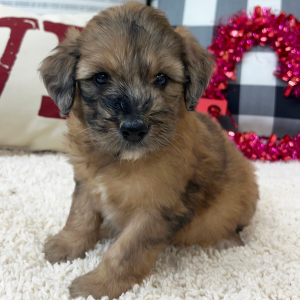 Goldendoodle Puppy Whitney