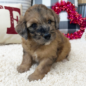 Goldendoodle Puppy Whitney