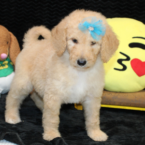 Goldendoodle Puppy Carly