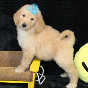 Goldendoodle Puppy Carly