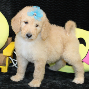 Goldendoodle Puppy Carly