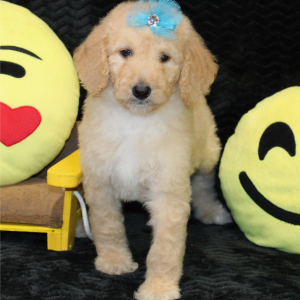 Goldendoodle Puppy Carly