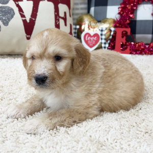 Goldendoodle Puppy Willis