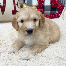 Goldendoodle Puppy Willis
