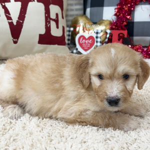 Goldendoodle Puppy Willis