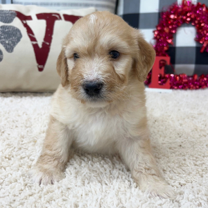 Goldendoodle Puppy Willis
