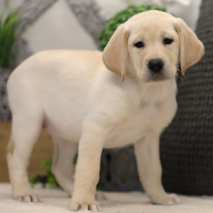 Labrador Retriever Puppy Akri