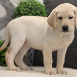 Labrador Retriever Puppy Akri