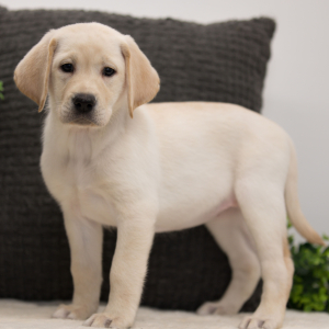 Labrador Retriever Puppy Akri