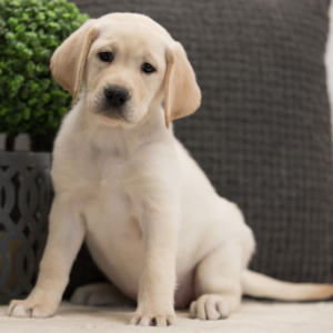 Labrador Retriever Puppy Akri
