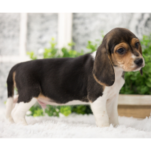 Beagle Puppy Bellow