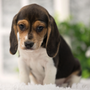 Beagle Puppy Bellow