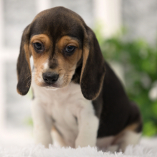 Beagle Puppy Bellow