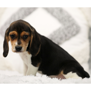 Beagle Puppy Bellow