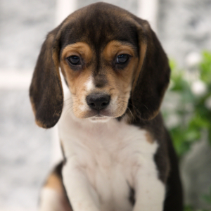 Beagle Puppy Bellow