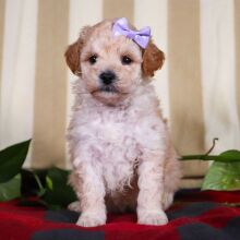 Bichonpoo Puppy Twila