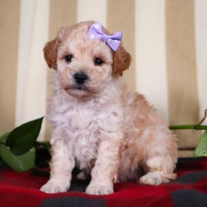 Bichonpoo Puppy Twila