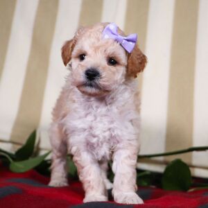 Bichonpoo Puppy Twila