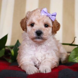 Bichonpoo Puppy Twila