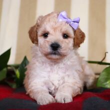 Bichonpoo Puppy Twila