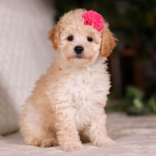 Bichonpoo Puppy Twila