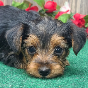 Yorkshire Terrier Puppy Milo