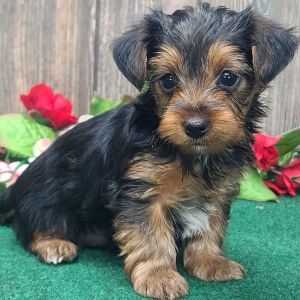 Yorkshire Terrier Puppy Milo