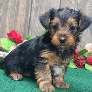 Yorkshire Terrier Puppy Milo