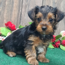 Yorkshire Terrier Puppy Milo