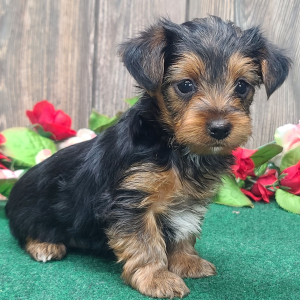 Yorkshire Terrier Puppy Milo