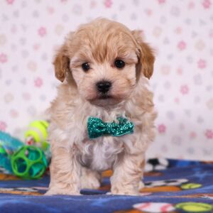 Havapoo Puppy Quince