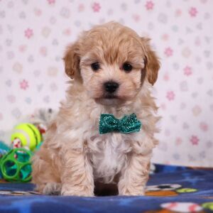 Havapoo Puppy Quince