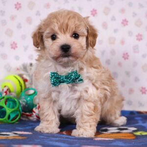 Havapoo Puppy Quince