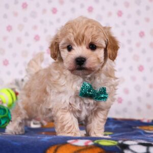 Havapoo Puppy Quince