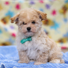Havapoo Puppy Quince