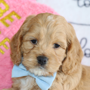 Cockapoo Puppy Dexter
