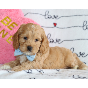 Cockapoo Puppy Dexter