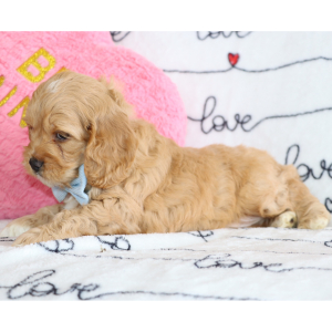 Cockapoo Puppy Dexter