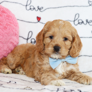 Cockapoo Puppy Dexter