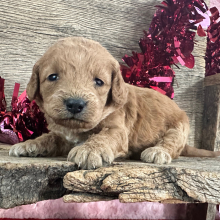 Labradoodle Puppy Holly