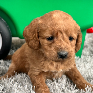 Labradoodle Puppy Holly