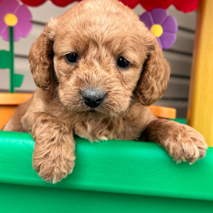 Labradoodle Puppy Holly