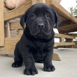 Labrador Retriever Puppy Iris