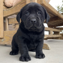 Labrador Retriever Puppy Iris