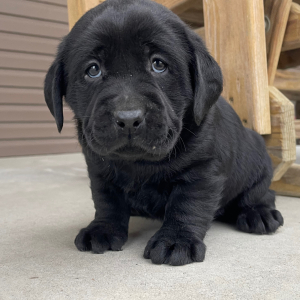 Labrador Retriever Puppy Iris