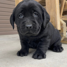 Labrador Retriever Puppy Iris