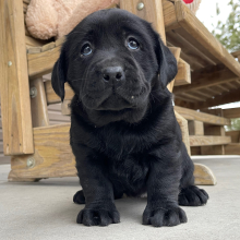 Labrador Retriever Puppy Iris
