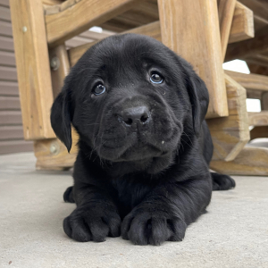 Labrador Retriever Puppy Iris