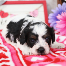 Cavapoo Puppy Sam