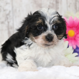 Cavapoo Puppy Sam